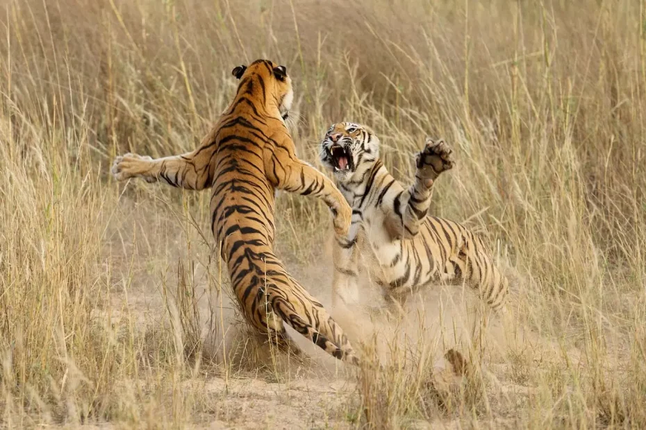 two tigers fighting Aile İçi Şiddet Vizesi için temsili